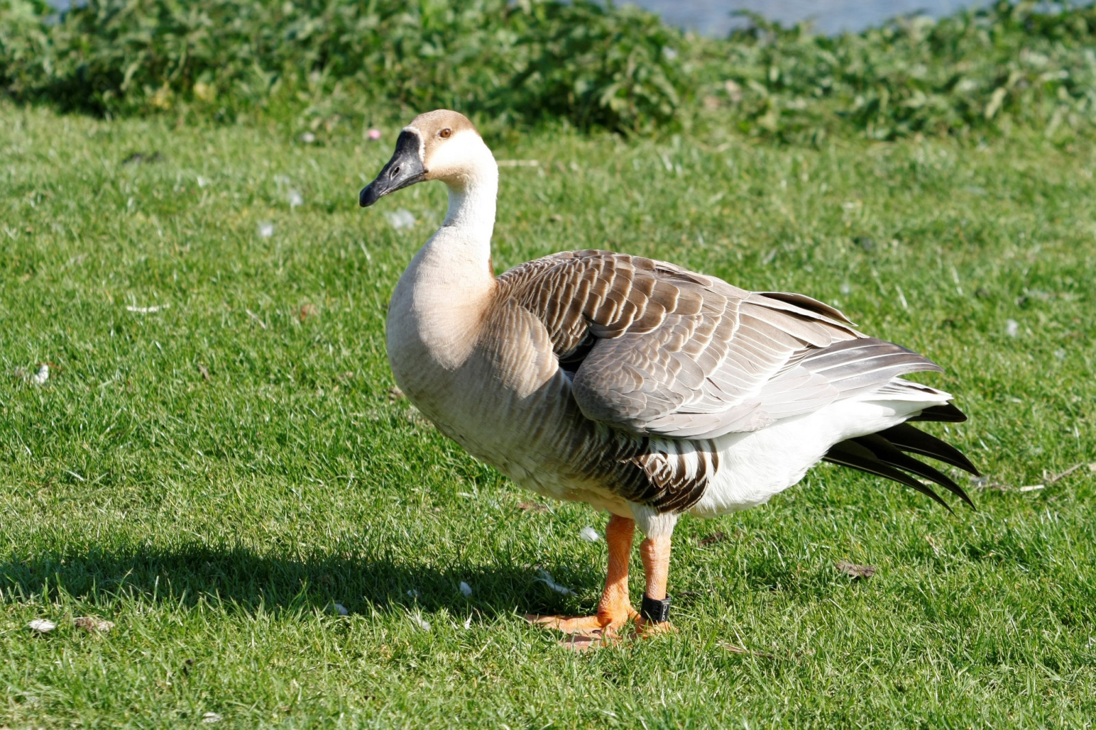 Swan Goose (Anser cygnoides) Birdingplaces